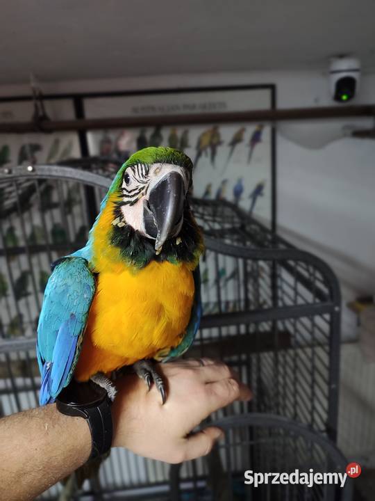 Ara ararauna ręcznie karmiona śląskie Jaworzynka