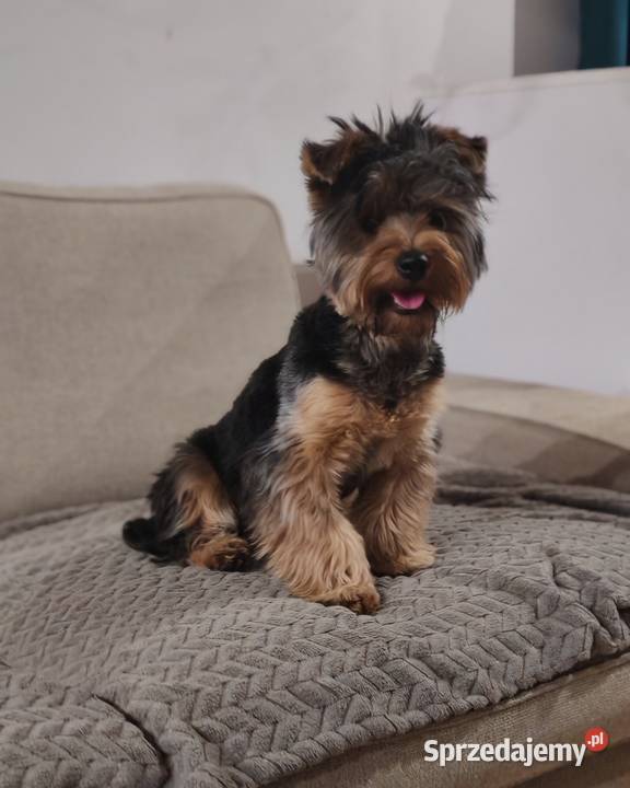 Oddam suczke Wólka-Przekory