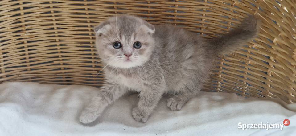 Kotka Szkocka liliowa zwisłoucha Katowice