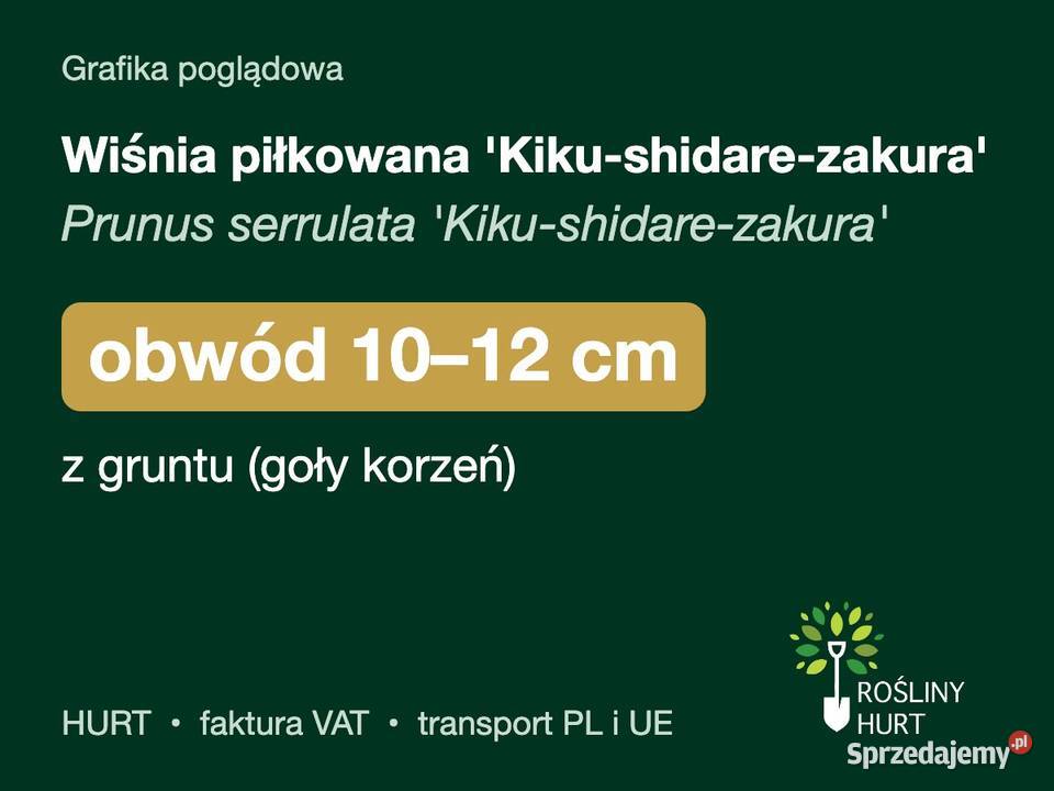 Wiśnia piłkowana Kikushidarezakura obwód 1012 z