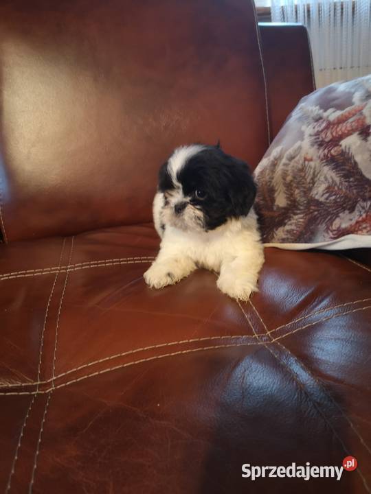 Szczeniaczki Rasy SHIH TZU SUCZKI I PIESKI Szczecinek sprzedam