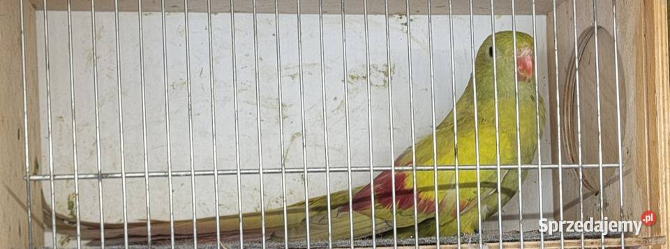 Sprzedam samca z DNA górskich pasteli 2025r Nowy Sącz