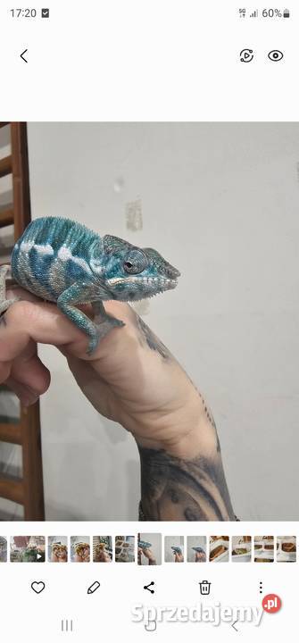 Kameleon lamparci nosy be true blue Gady i płazy Gady i płazy zachodniopomorskie Koszalin