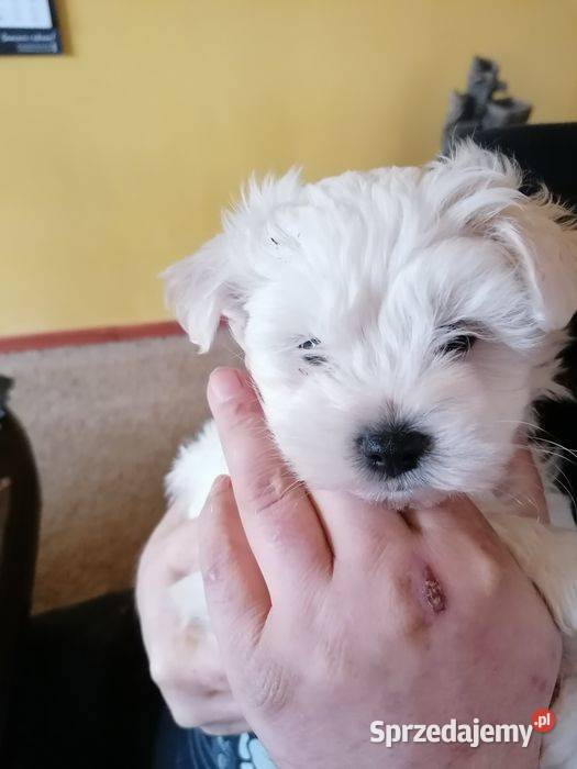 Przepiękne maltańczyki z rodowodem Mysłowice sprzedam