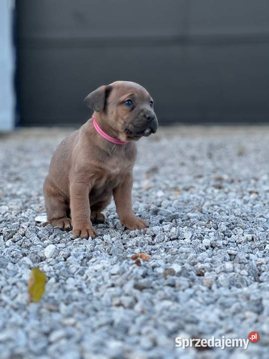 Cane Corso szczenieta rodowodowe błekitne i