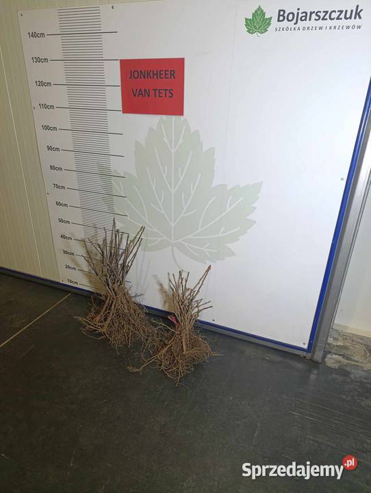 Sadzonki porzeczki czerwonej 23 wybór Jonker Stary Pożóg