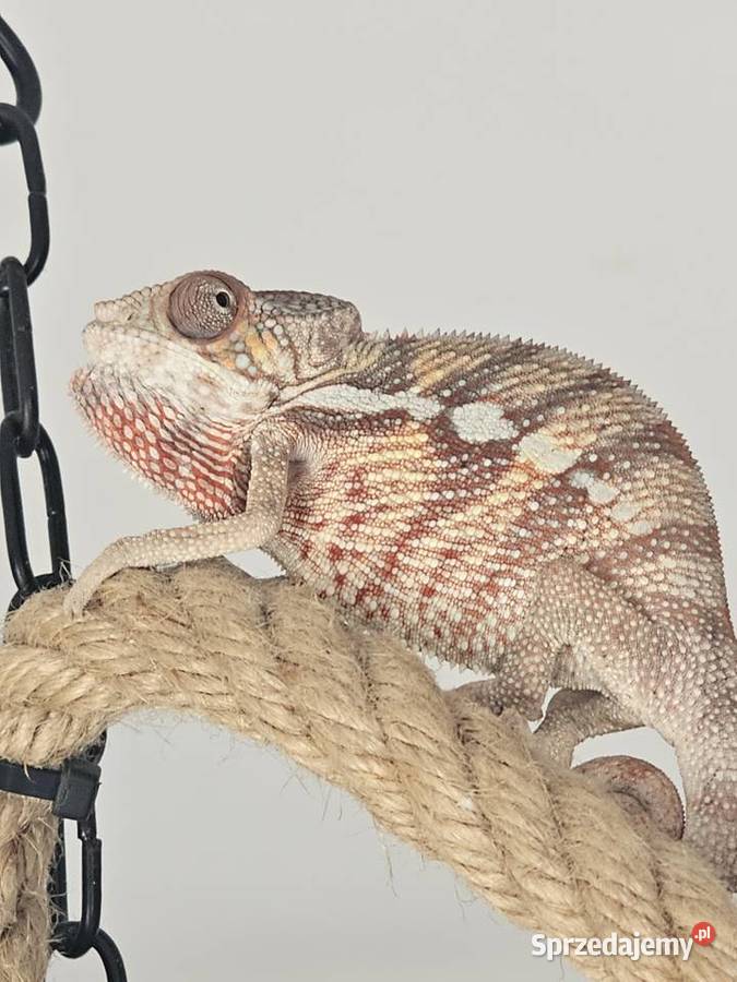 Kameleon lamparci sprzedam