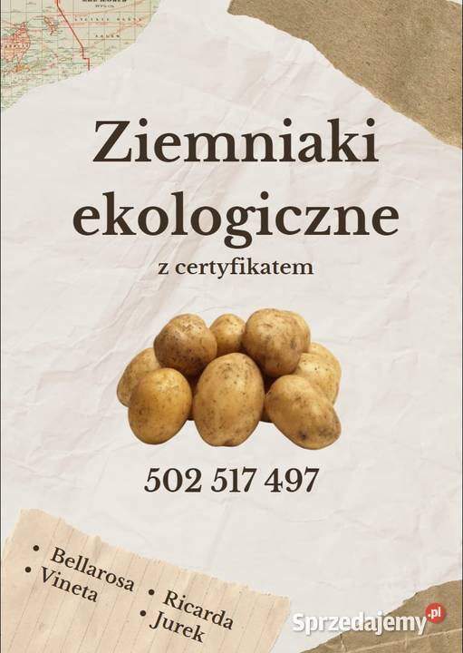 Ziemniaki ekologiczne Ricarda Głębokie sprzedam