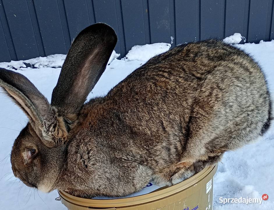 Króliki belgi Jeziorsko