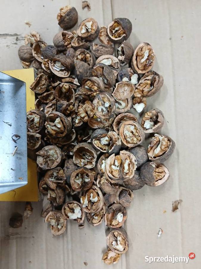 Łuparka do orzechów łuskarka do orzechówdziadek podkarpackie Pruchnik