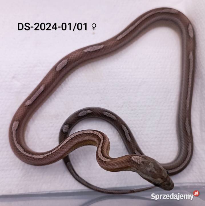 Wąż zbożowy Anerythristic Motley het Amel ph Gady i płazy Rybnik