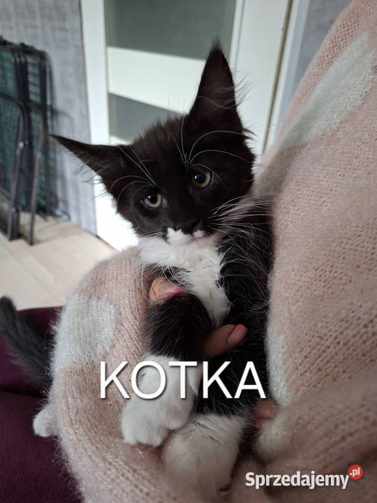 Koty Maine Coon warmińsko-mazurskie Jamielnik sprzedam