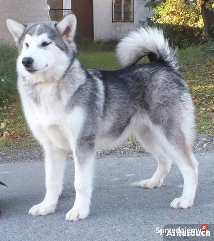 Alaskan Malamute psy i suczki Lublin