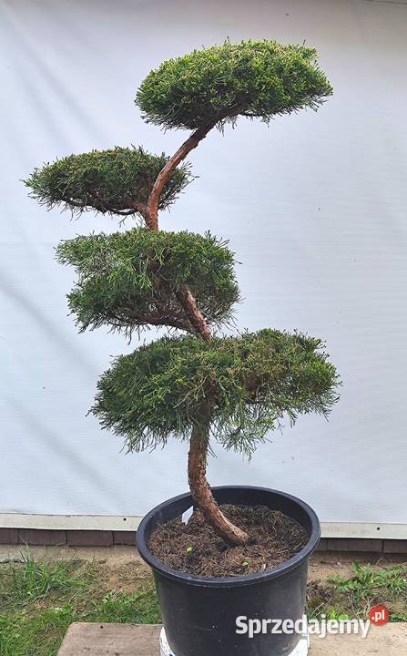 Bonsai Niwaki jałowiec pośredni Mint Julep Medynia Łańcucka sprzedam