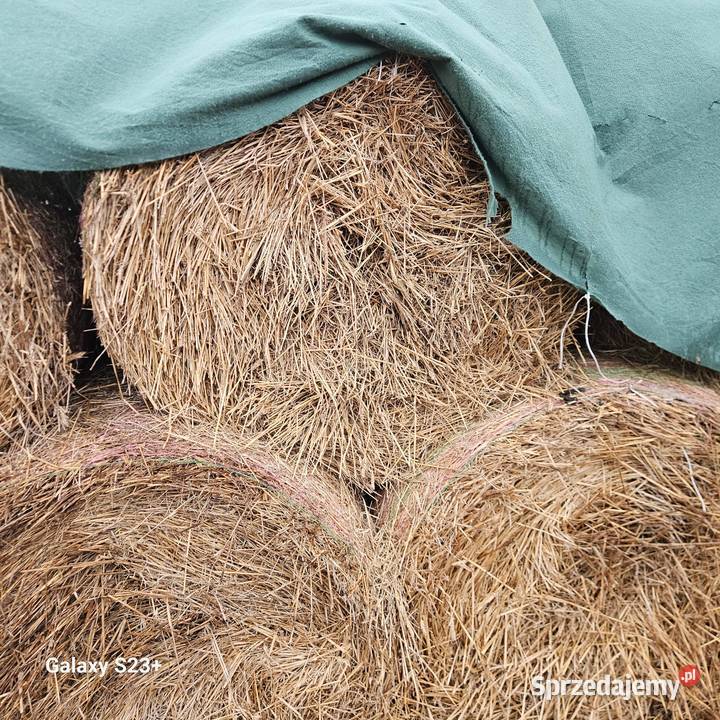 Siano sloma Trawy, słoma Świecie