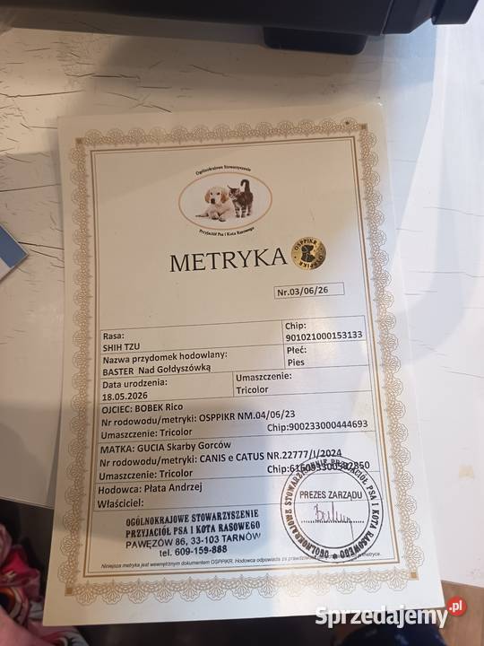 Szczeniak shih tzu ma rodowut szepienia i ma Nowy Sącz