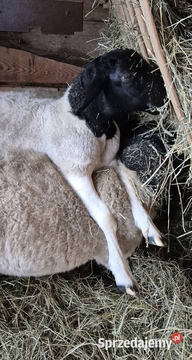 Baranek Dorper Kastrat Owce Baran Cekcyn