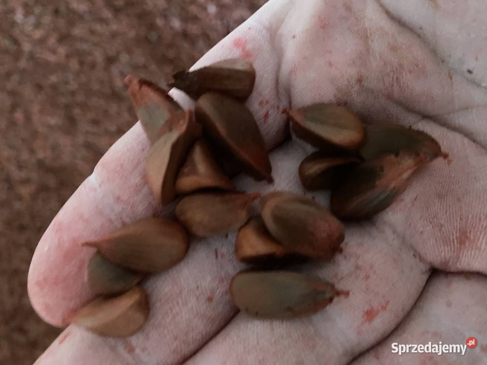 Sprzedam bukiew i żołędzie nasiona buku i dębu Rzeszów sprzedam