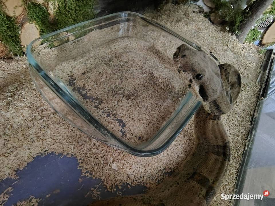 Boa Imperator Samica Gady i płazy Tychy sprzedam