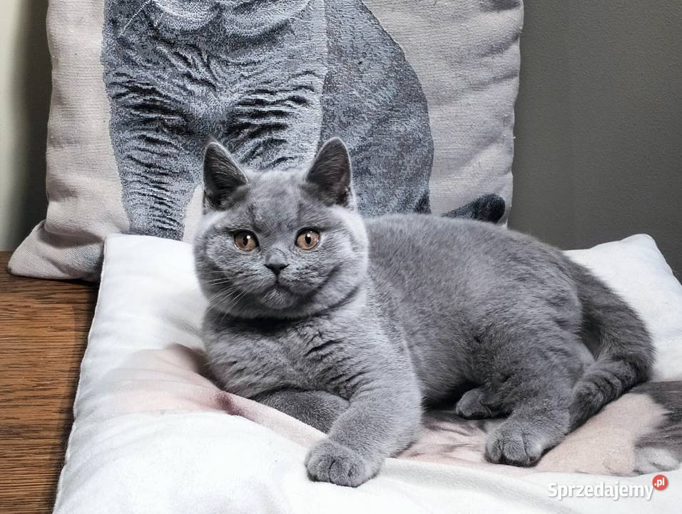 Śliczny kocurek niebieski Rodowód Międzynarodowy Łódź