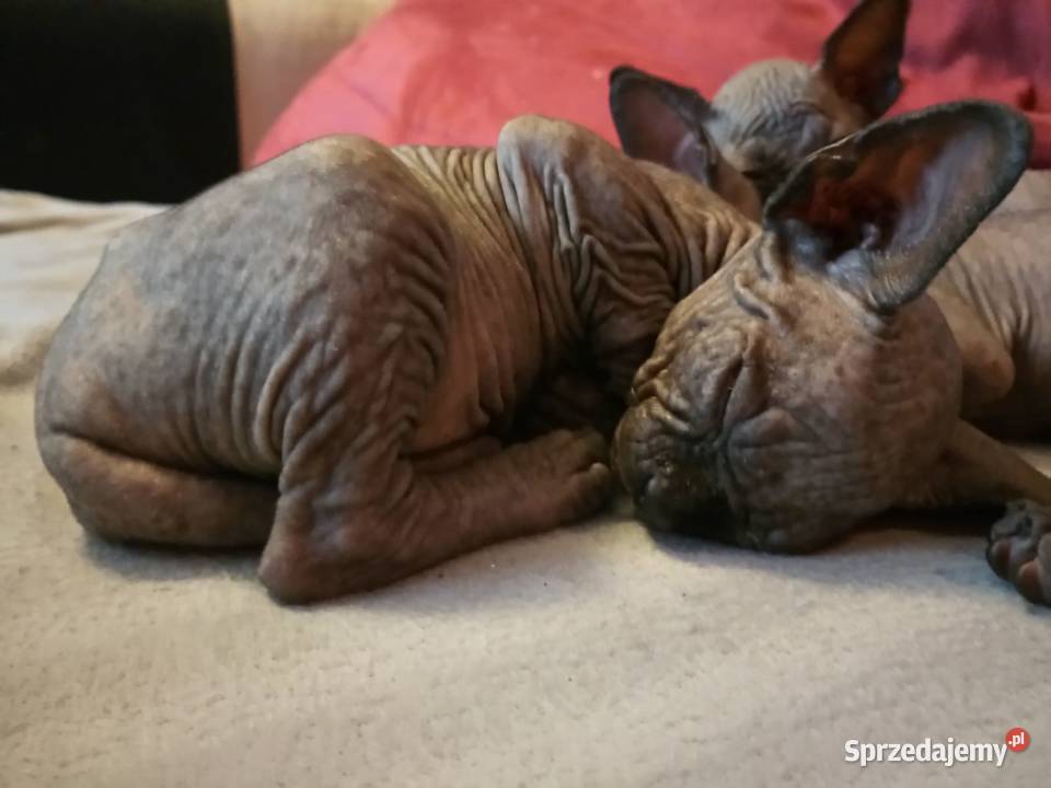 Luna Gloria i Staś Czarne Kocięta kotki i Sosnowiec sprzedam