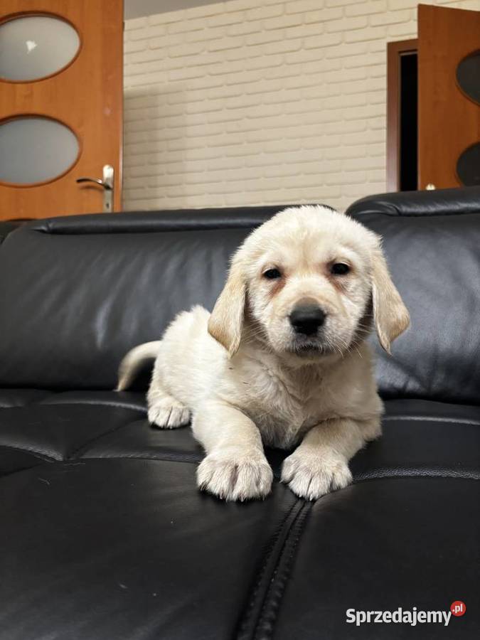 Labrador retriever wielkopolskie Olszówka