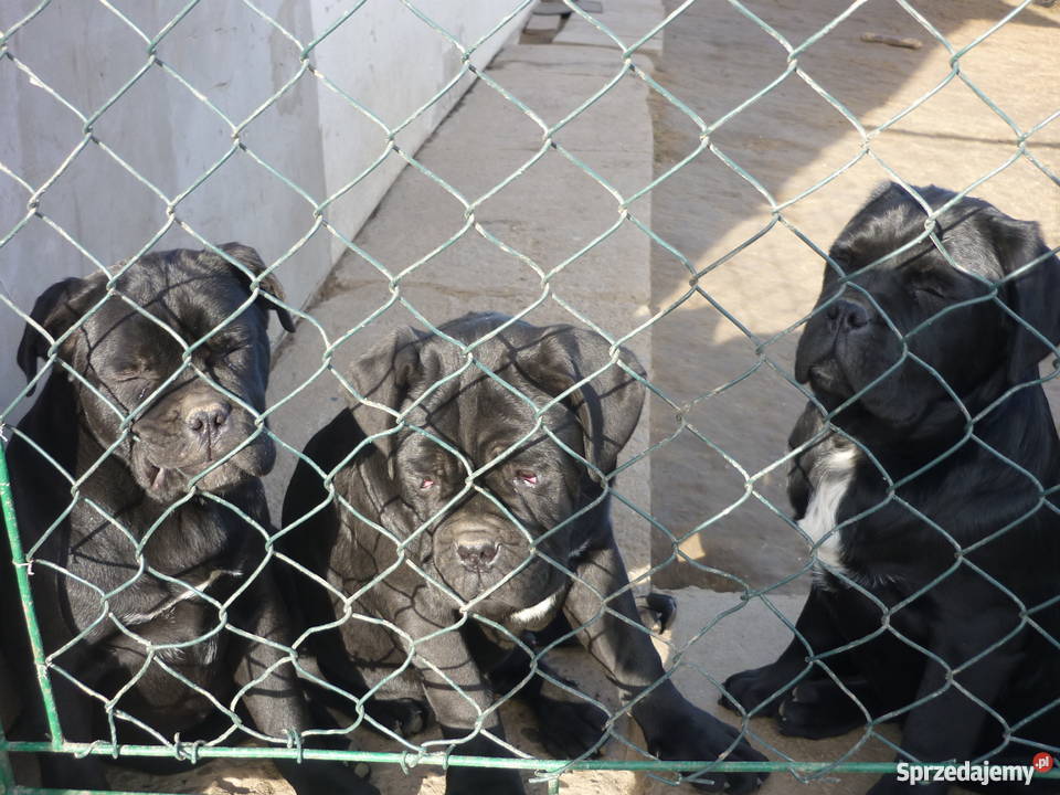 cane corso szczenięta Zwierzęta