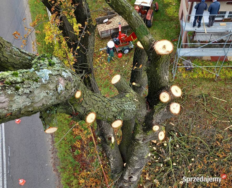 wycinka drzew usługi rębakiem karczowanie Częstochowa