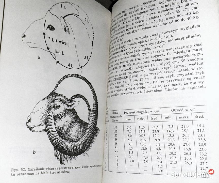 Określenie wieku zwierzyny Josef Lochman