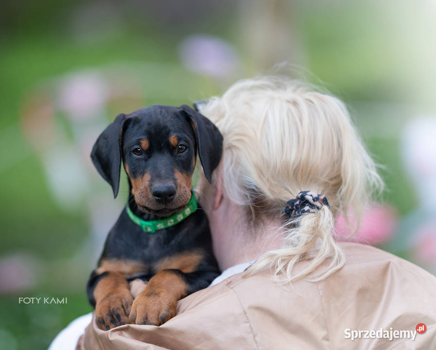 Doberman FCI Cudowne szczenięta