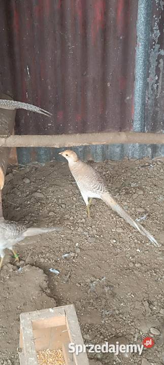 Bażanty bananowe Słopnice