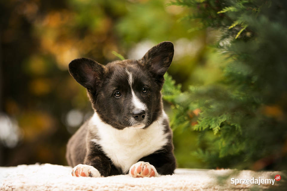Szczeniaki Welsh Corgi Cardigan z rodowodem FCI Warszawa