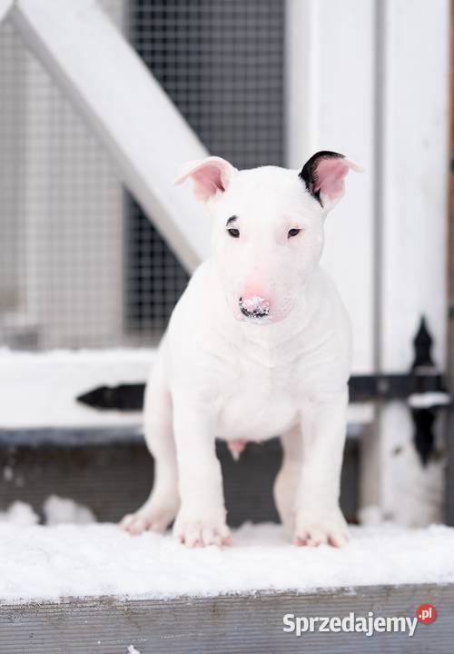 bullterier standardowy pomorskie Gdynia