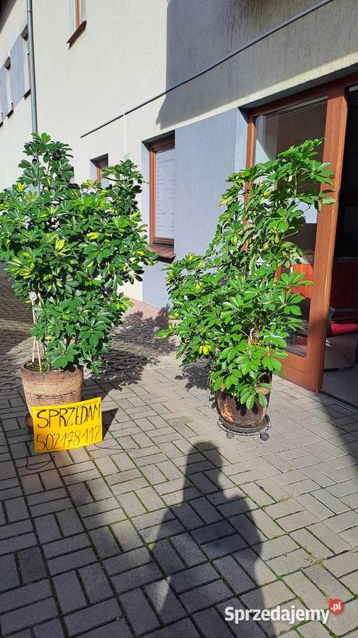 Szeflera drzewko 170 z doniczką ceramiczną Ostrów Wielkopolski