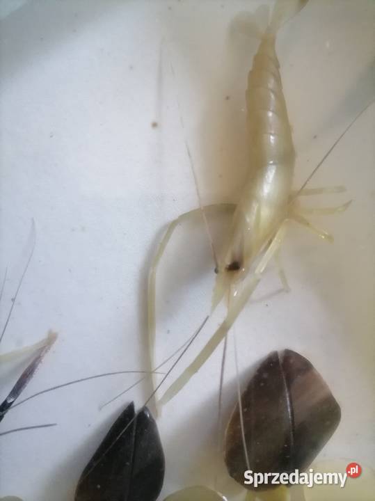 Dekoracyjny obraz Krewetki z a szkłem Japan Kraków sprzedam