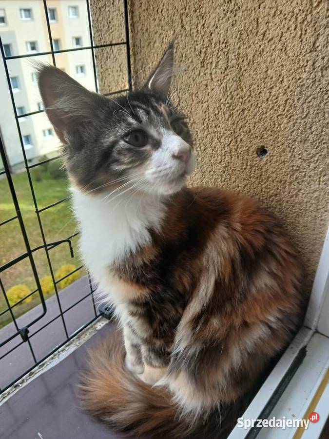 Maine coon piekna kotka Zwierzęta Ruda Śląska