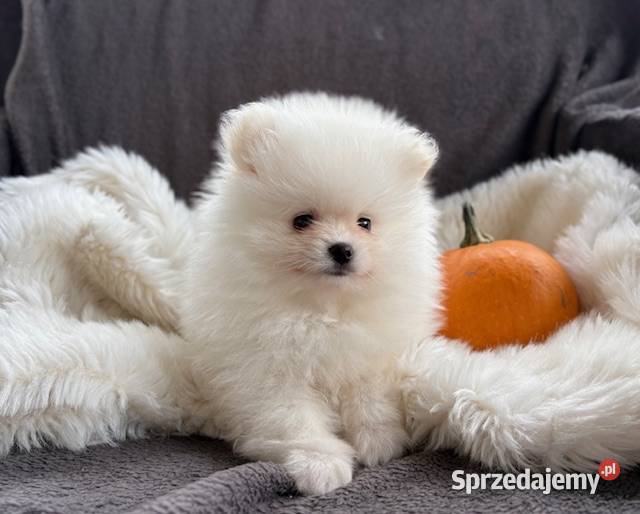SZPIC MINIATUROWY POMERANIAN ŚLICZNA SUNIA Łódź