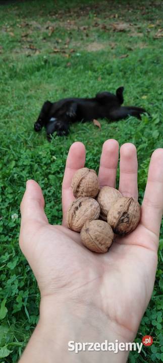 Orzechy włoskie 500g 1 Mielec