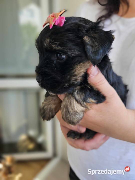 Mini Dziewczynka York z Rodowodem BLACK Częstochowa