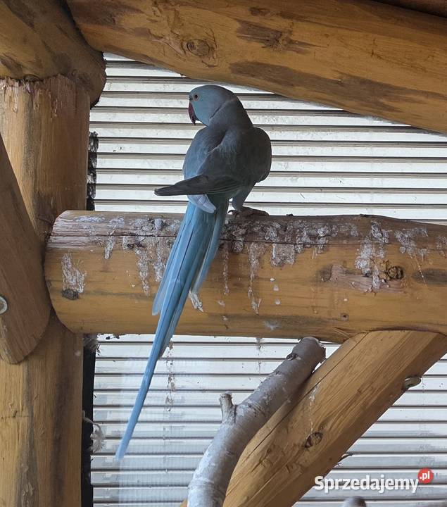 Aleksandretta obrożna Niebieska Samica Sulmierzyce