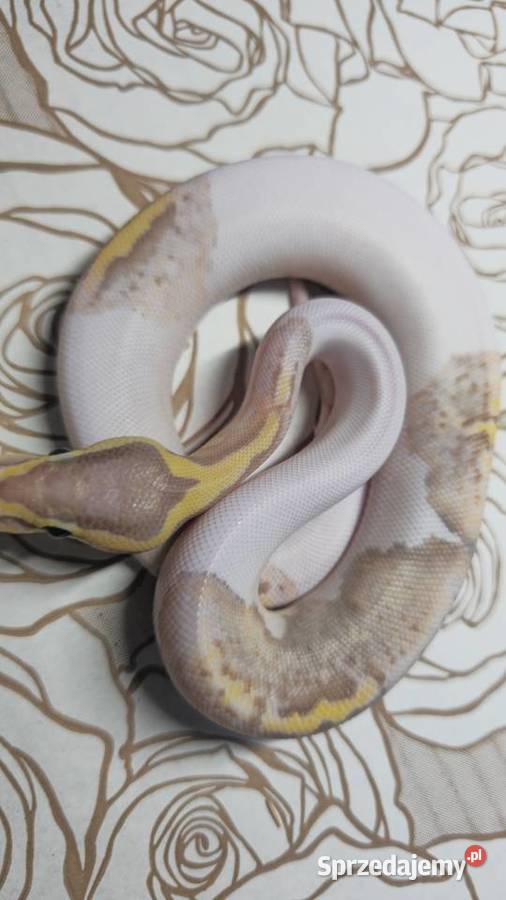 Wąż pyton królewski python regius samica Gady i płazy Wrocław