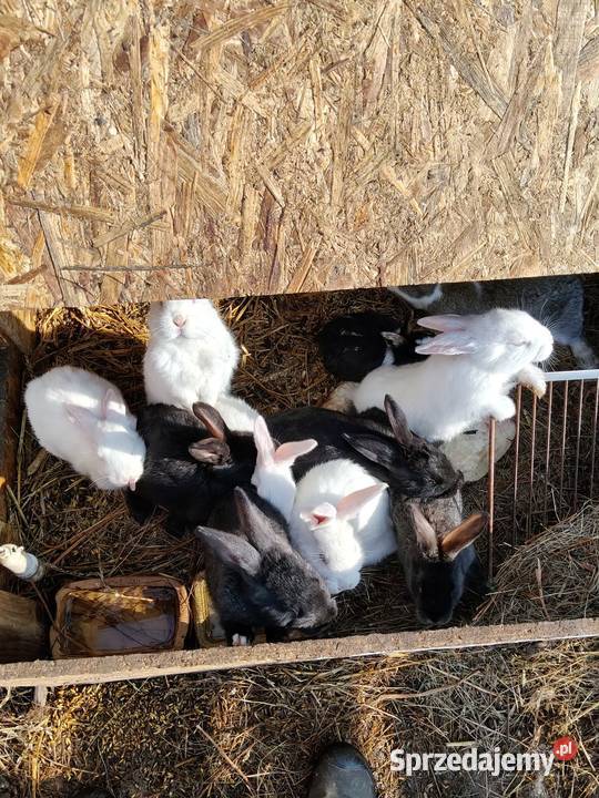 Mam na sprzedaż króliki zwykłe mięsne warmińsko-mazurskie Gołdap
