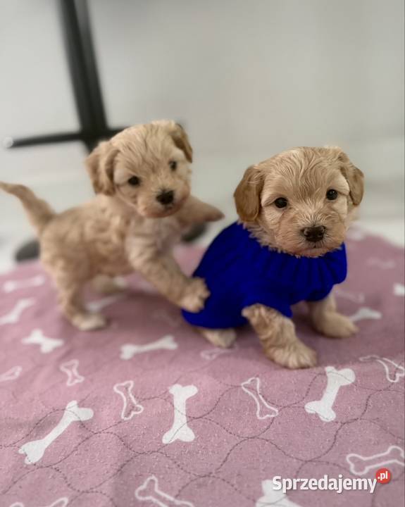Maltipoo chłopiec Wadowice