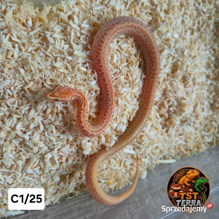 Młode węże zbożowe świętokrzyskie Starachowice