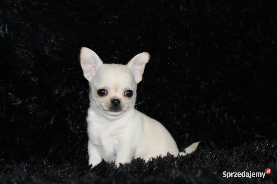 XS Chihuahua Prawdziwy rodowód ZKwP FCI Świnoujście sprzedam