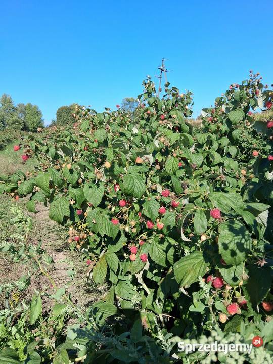 Sadzonki maliny Polana Produkcja roślinna Ubieszyn