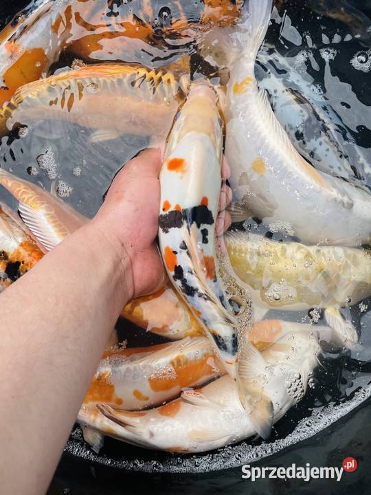 Karpie Koi