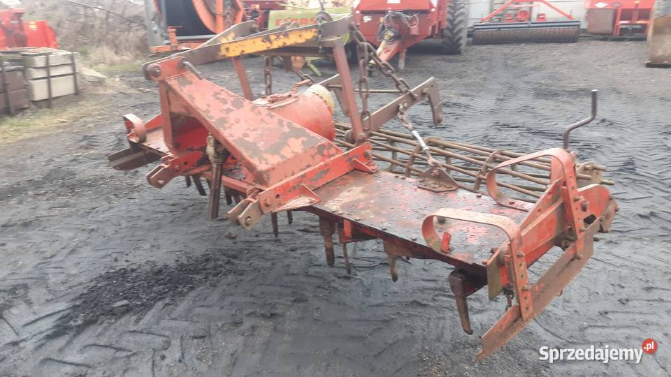 Brona wirowa maschio kuhn wielkopolskie Nowe Skalmierzyce