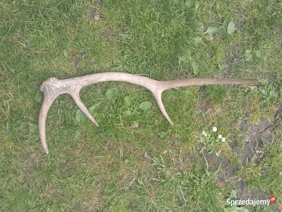 poroże z czaszka Pozostałe śląskie Częstochowa