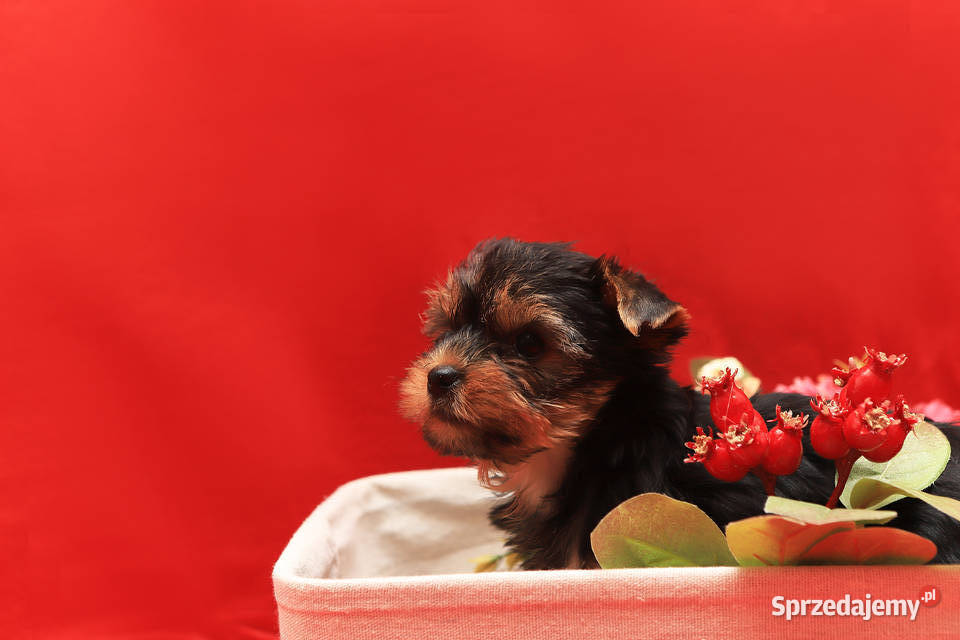 Alutka i siostry Yorkshire Terrier Oława